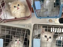 -lincat·猫舍(广州店)