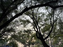 -北陵公园