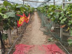 -马陆小张葡萄园农家乐