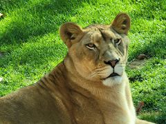 -北京野生动物园