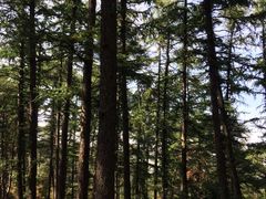 -鲁山国家森林公园