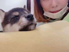 -逗柴咖啡屋·狗咖猫咖宠物桌游