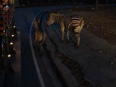 -清迈夜间动物园