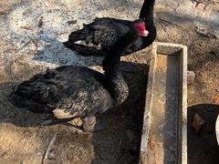 -清风小镇闯关东影视基地