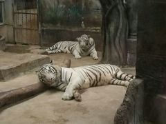 -清迈夜间动物园
