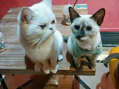 -猫色咖啡·猫咖