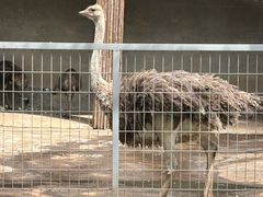 -合肥野生动物园