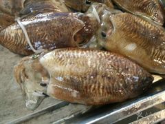 乌鱼-宏源鑫海鲜餐厅·海景婚宴厅(石老人店)