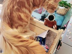 -平行世界·猫咖(首经贸店)