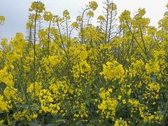 -中国天府农业博览园