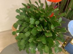 -艾通康缘艾灸.疼痛.睡眠养生馆(凤凰城店)
