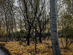 -森林公园(尖草坪区)