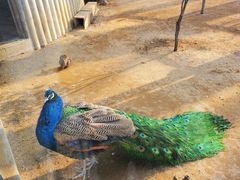 -石家庄市动物园