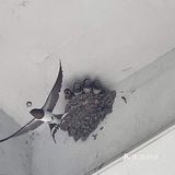 第55天餐食记