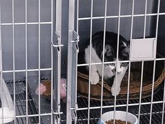 -派特宠物医院(圆融广场店)