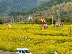 -桑洲油菜花景区