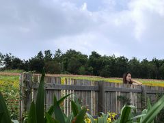 -杭州湾海上花田景区