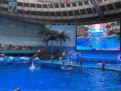 -海合安成都极地海洋公园