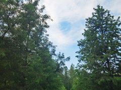 -黄海国家森林公园