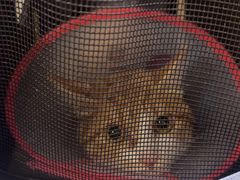 -美联众合动物医院·24h转诊中心