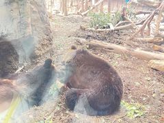 -红山森林动物园
