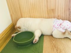 -柴犬小屋·柴餐厅·狗咖食堂(金鼎广场店)