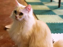 -猫猫幼稚园·撸猫·桌游·电玩