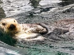 -西雅图水族馆