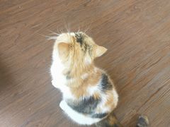 -猫岛主趣味餐厅(鼓浪屿店)