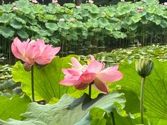 -陈家山荷花公园