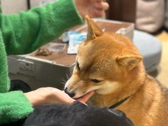 -逗柴咖啡屋·狗咖猫咖宠物桌游