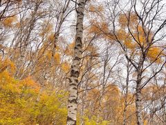 -苏木山森林公园