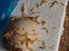 -素满香·食养自助(天一广场店)