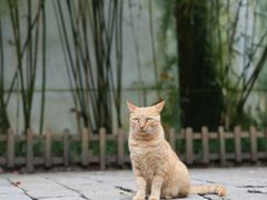 -西园寺素食(西园弄戒幢律寺店)