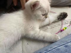 -lincat·猫舍(广州店)