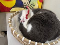 -共舞时光猫咖·狗咖(新街口店)