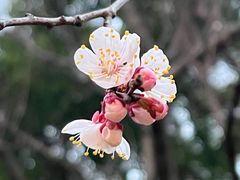 -徐家汇公园