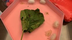 -太湖雪蚕桑文化园