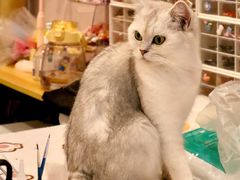 -猫咪派对(江南西店)