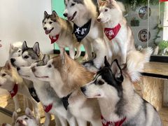 -Husky Go! 哈士奇体验馆·宠物咖啡厅狗咖