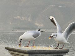 -海埂大坝