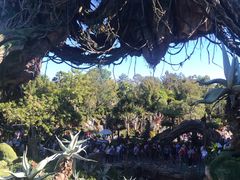 -奥兰多迪士尼动物王国乐园