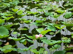 -荔湾湖公园