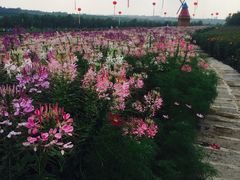 -北纬44度·金珠花海休闲农业旅游景区