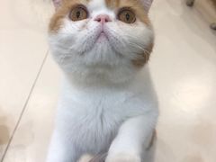 -飞行喵MR PILOT|猫舍·猫咖(静安大融城店)
