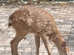 -长白岛森林公园