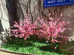 -赵记煎饼卷大葱(东岳店)