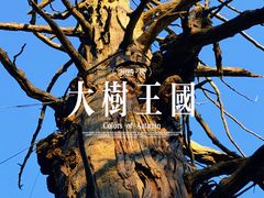 -天目山大树王景区