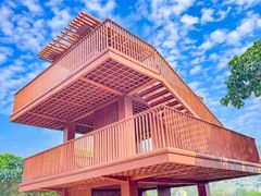 -银湖山郊野公园-相思林