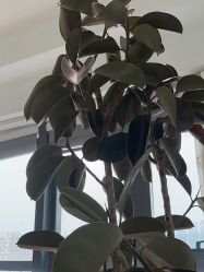 -HEYAN长风荷妍专业脱毛美肤
